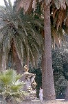 Park van Capodimonte, Napels (Campani); Capodimonte Park, Naples (Campania, Italy)