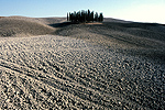 Cipressen in Toscane, Itali; Cypresses in Tuscany, Italy